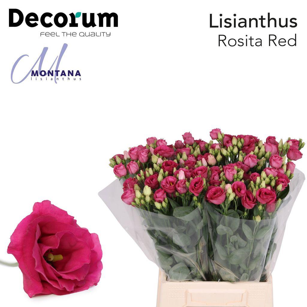 Eustoma russellianum gevuldbloemig 'Rosita Red'