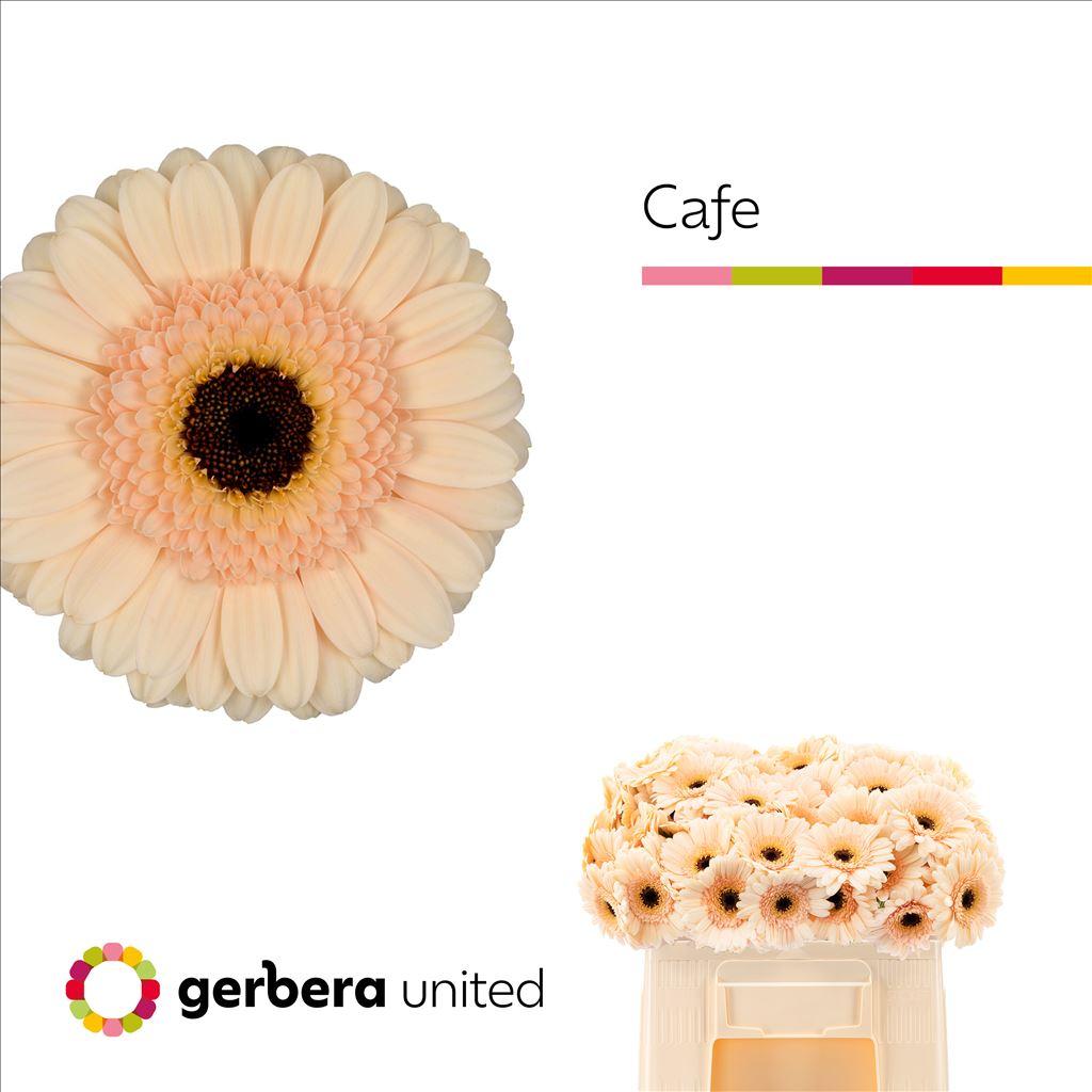 Gerbera mini 'Cafe'
