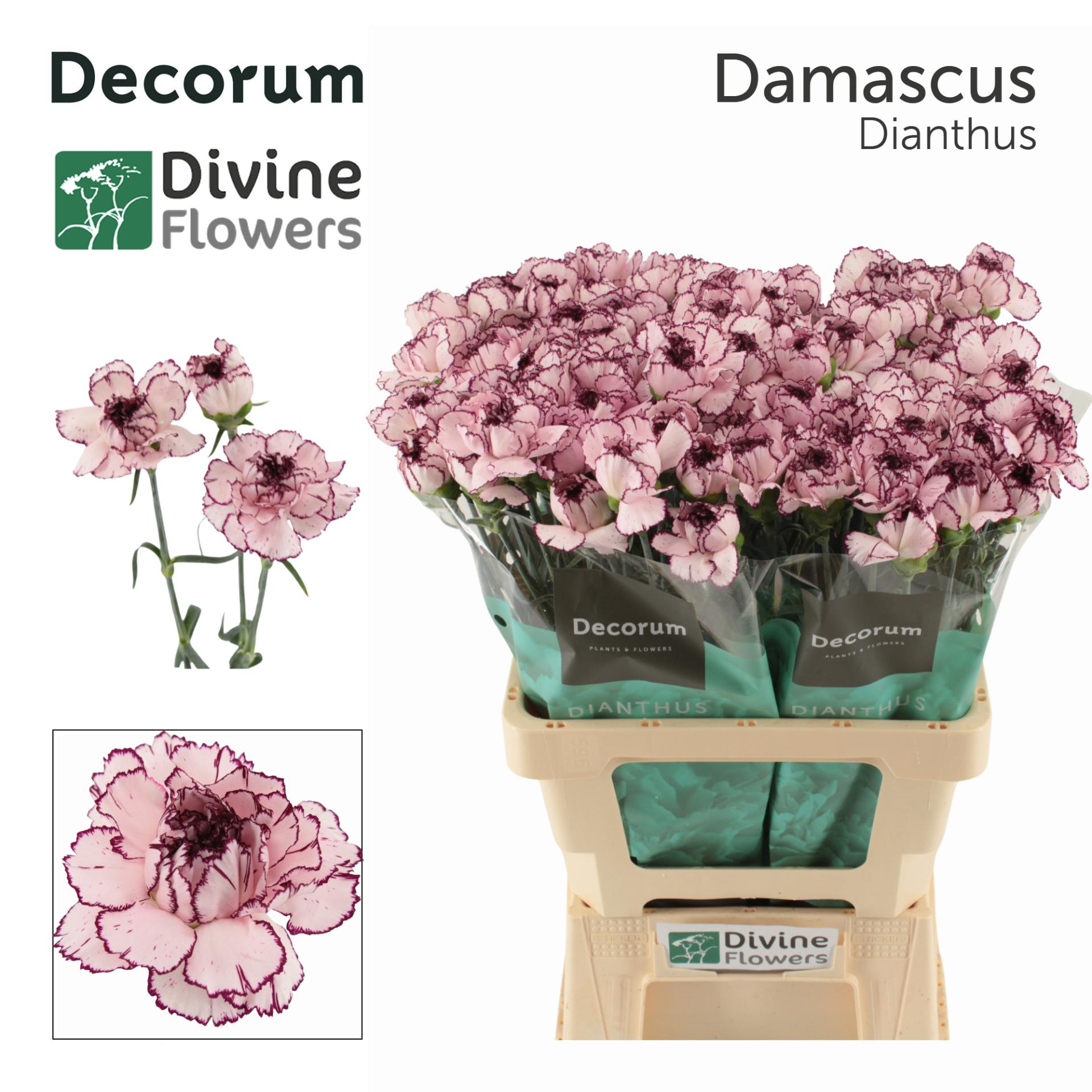 Dianthus standaard Damascus