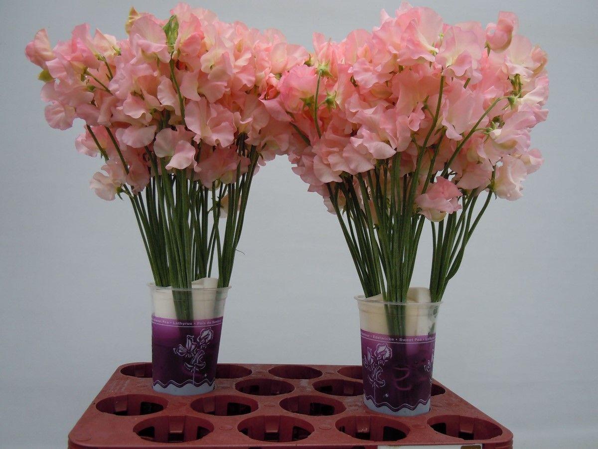 Lathyrus odoratus (Spencer Grp) 'Parfum Salmon'