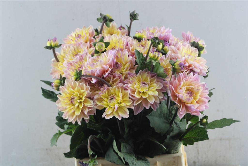 Dahlia (Decorative Grp) 'Mondriaan'