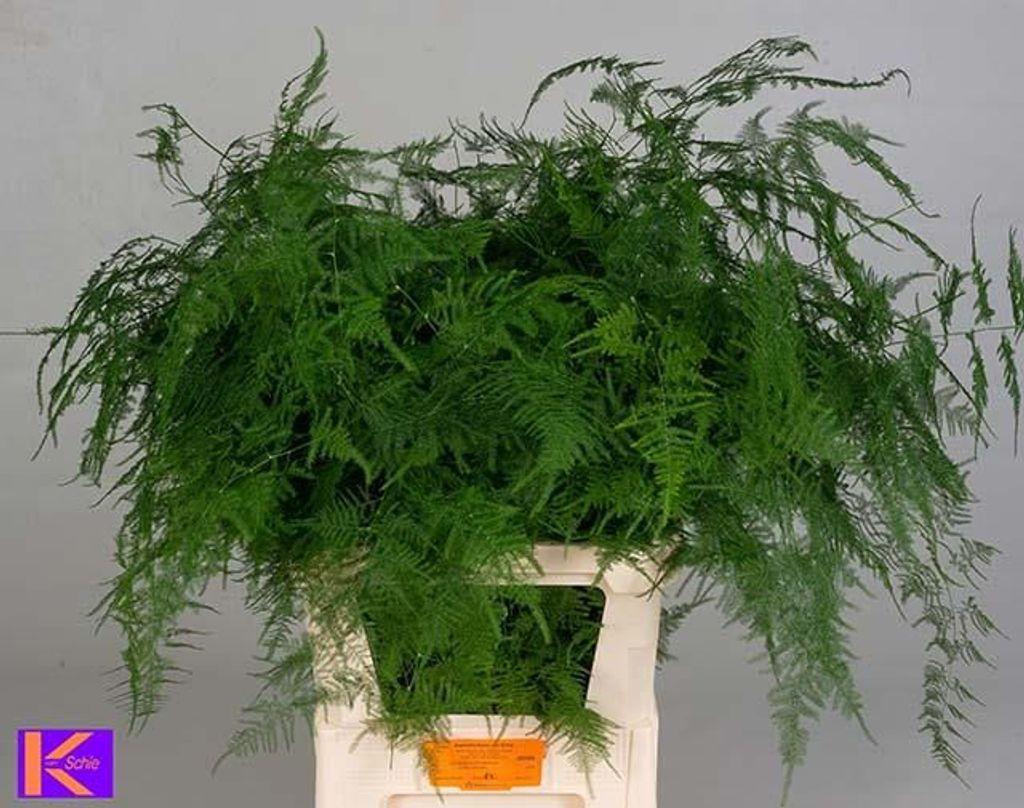 Asparagus setaceus