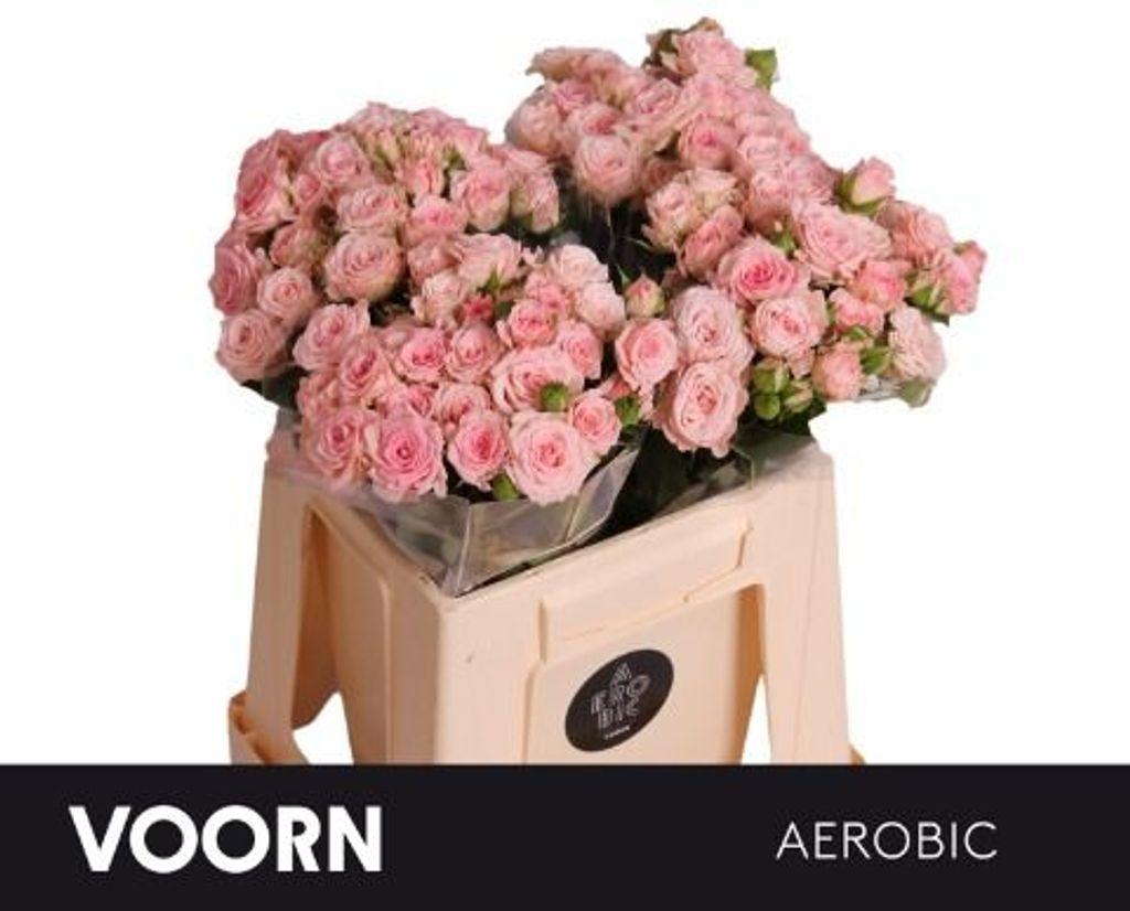 Rosa tros Aerobic