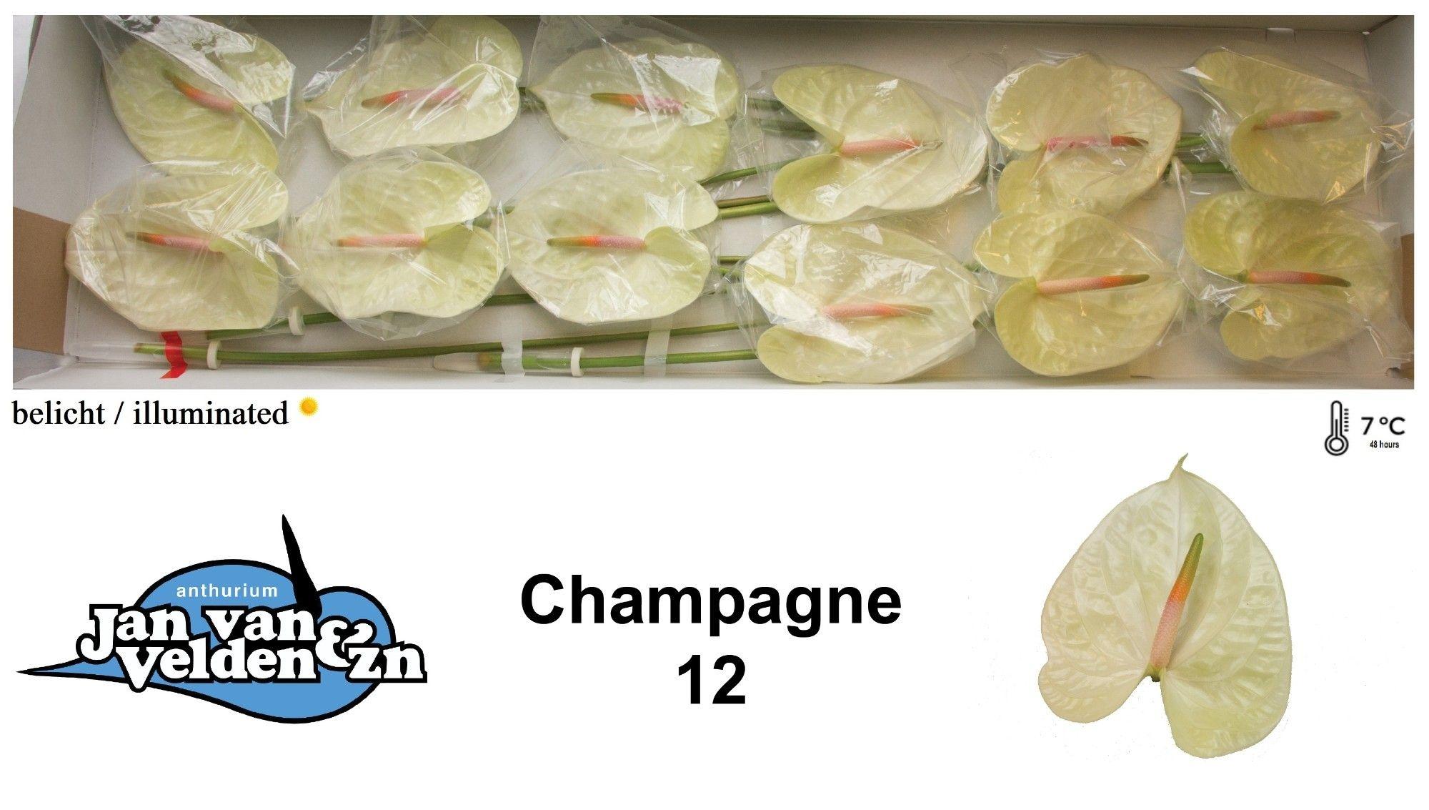 Anthurium (Andreanum Grp) Champagne