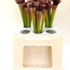 Sarracenia overig