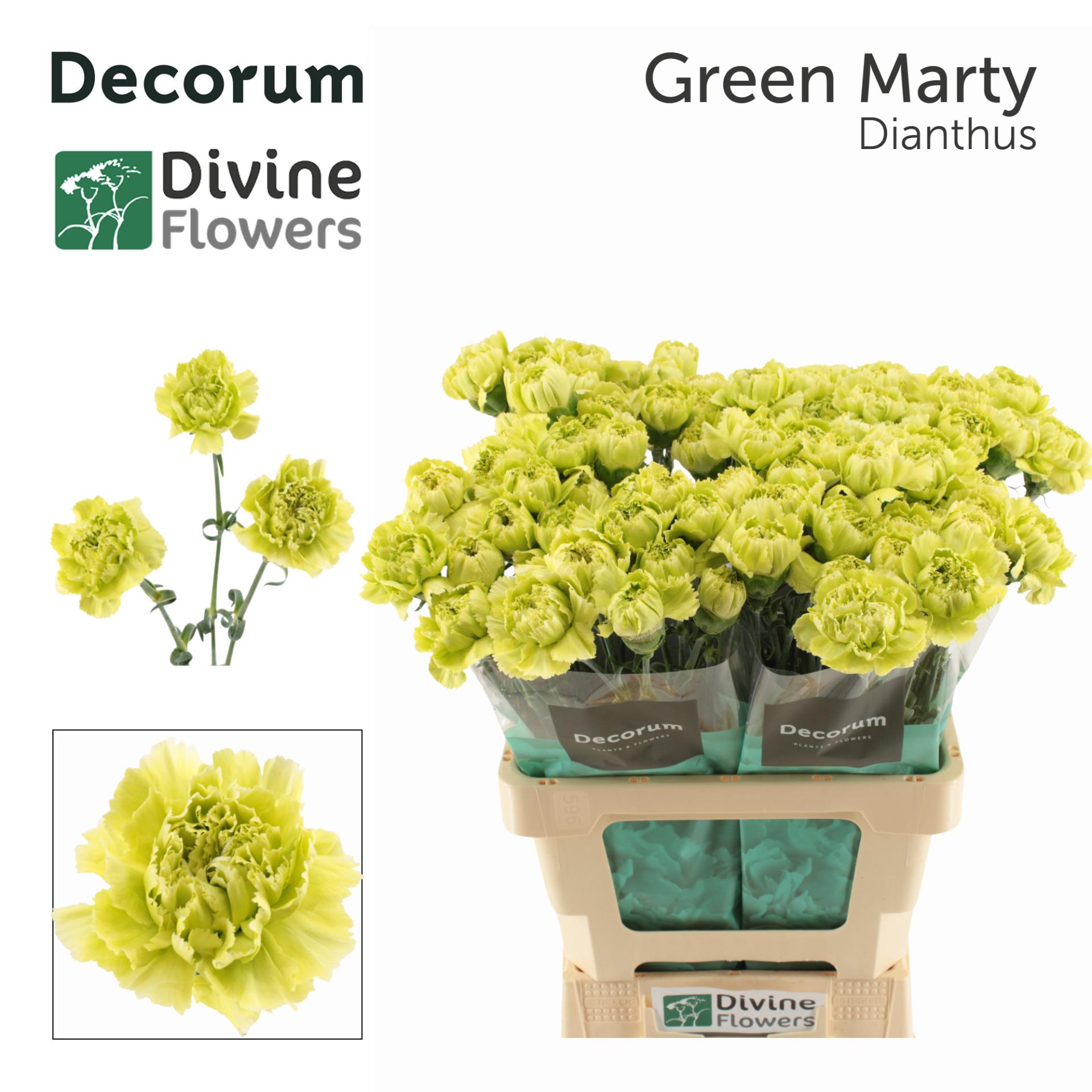 Dianthus standaard Green Marty