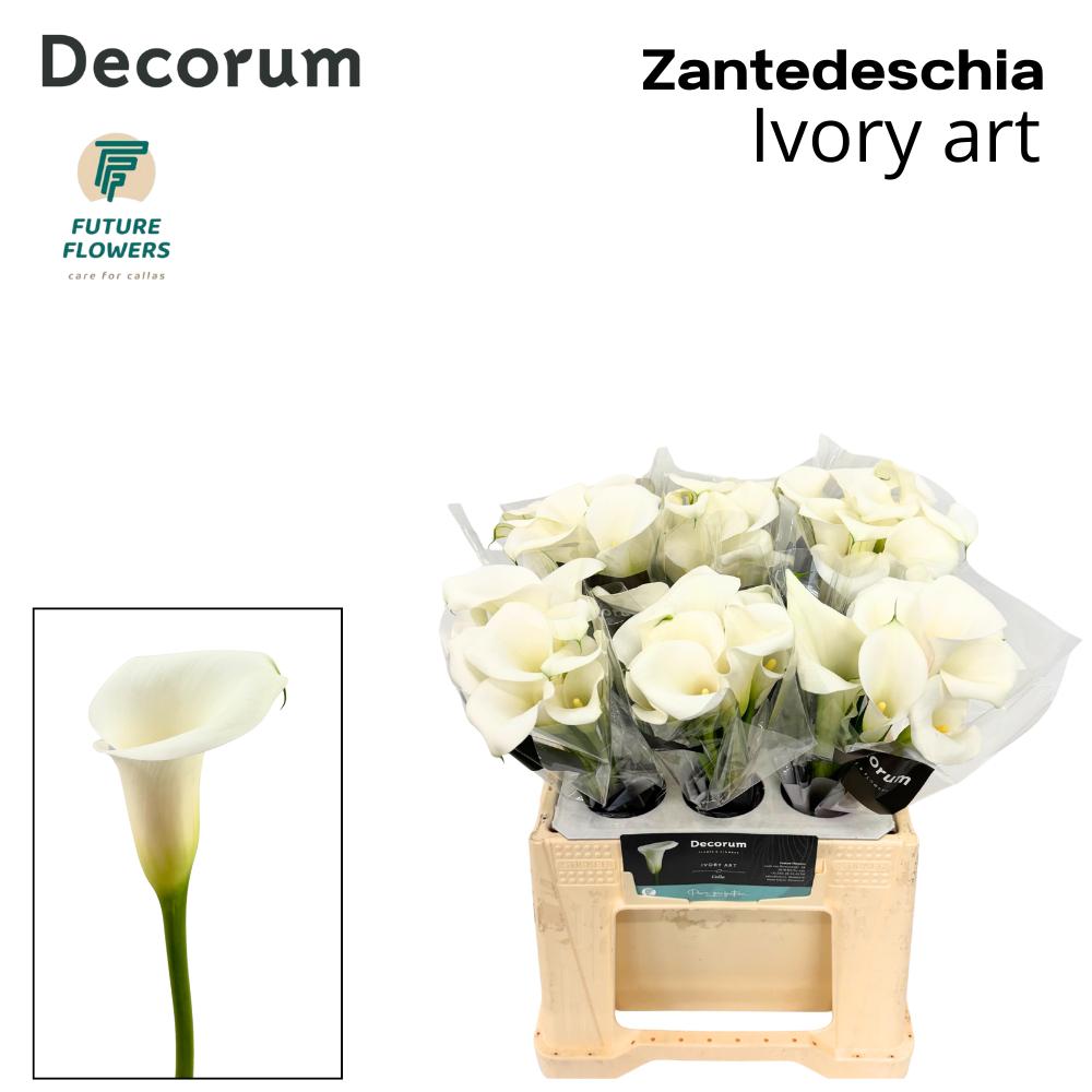 Zantedeschia Ivory Art