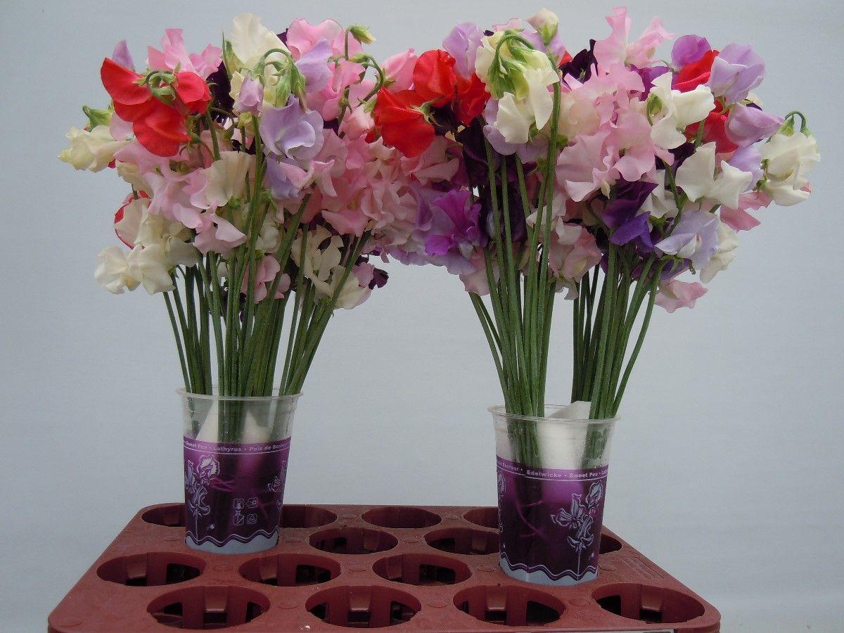 Lathyrus odoratus (Spencer Grp) Parfum gemengd in bos