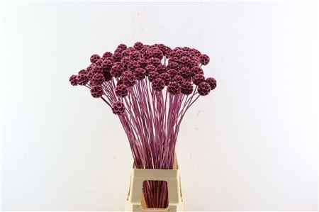 Scabiosa/Tørret