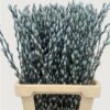 Salix Tørret