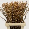 Salix Tørret