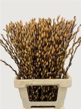 Salix Tørret