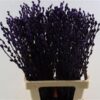 Salix Tørret