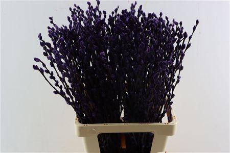 Salix Tørret