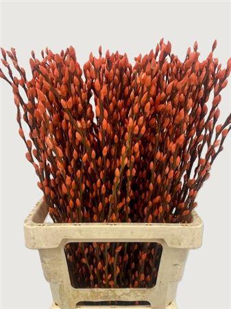 Salix Tørret