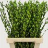 Salix Tørret