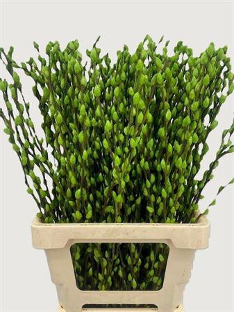 Salix Tørret
