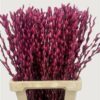 Salix Tørret