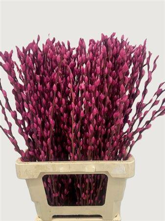 Salix Tørret