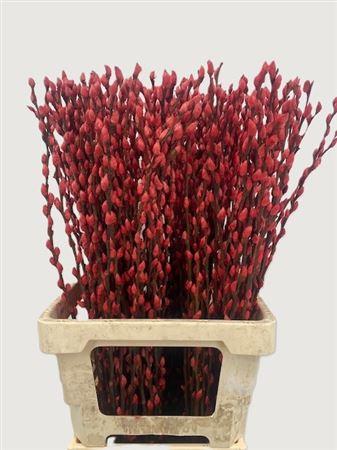 Salix Tørret