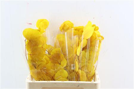Eucalyptus Sturatiana Præserveret