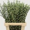 Salix Tørret