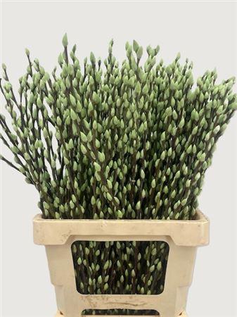 Salix Tørret