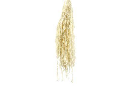 Amaranthus Preserveret