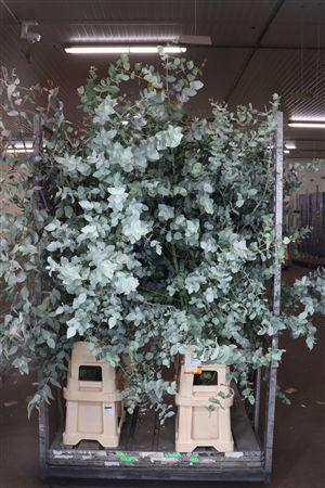 Eucalyptus per bos cinerea