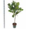 Ficus lyrata