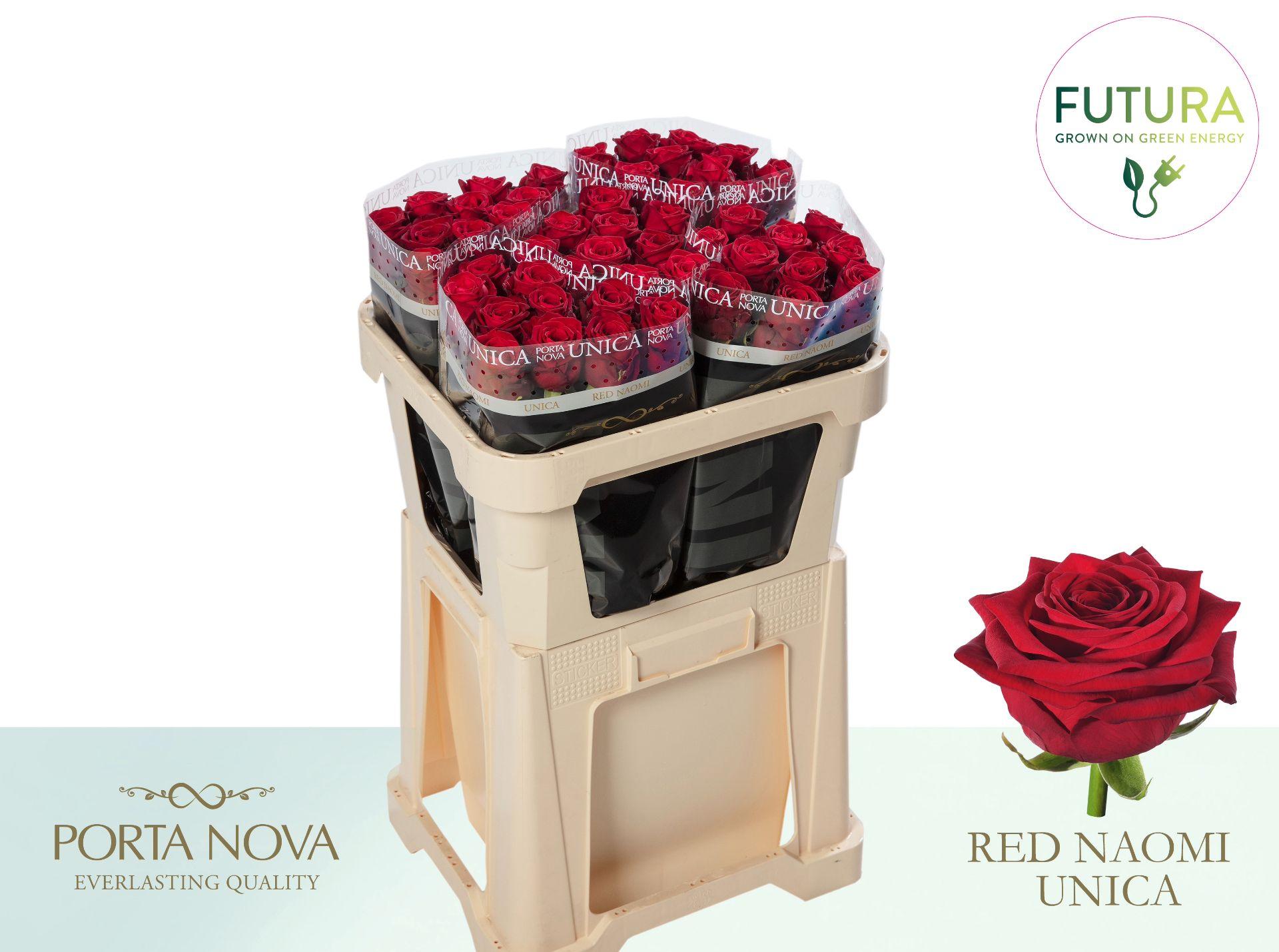 Rosa grootbloemig Red Naomi!