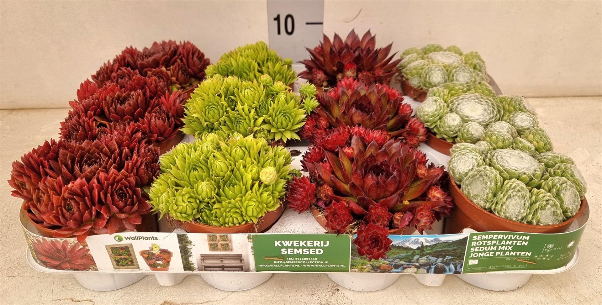 Sempervivum overig