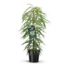 Ficus binnendijkii 'Alii'