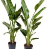 Strelitzia nicolai
