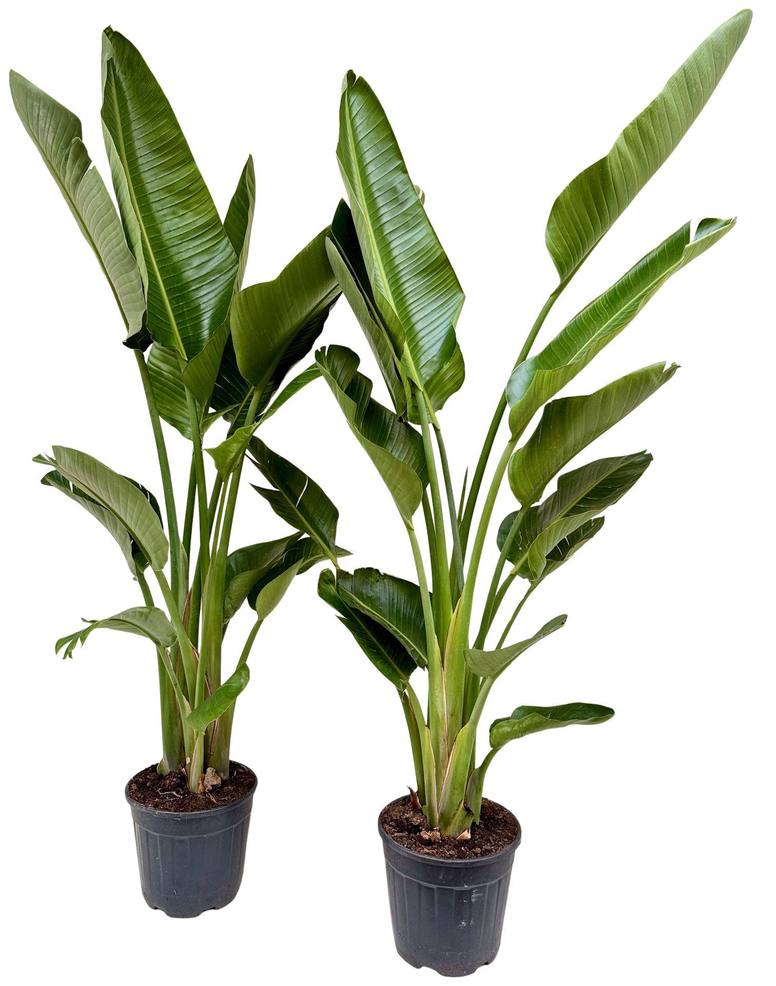 Strelitzia nicolai