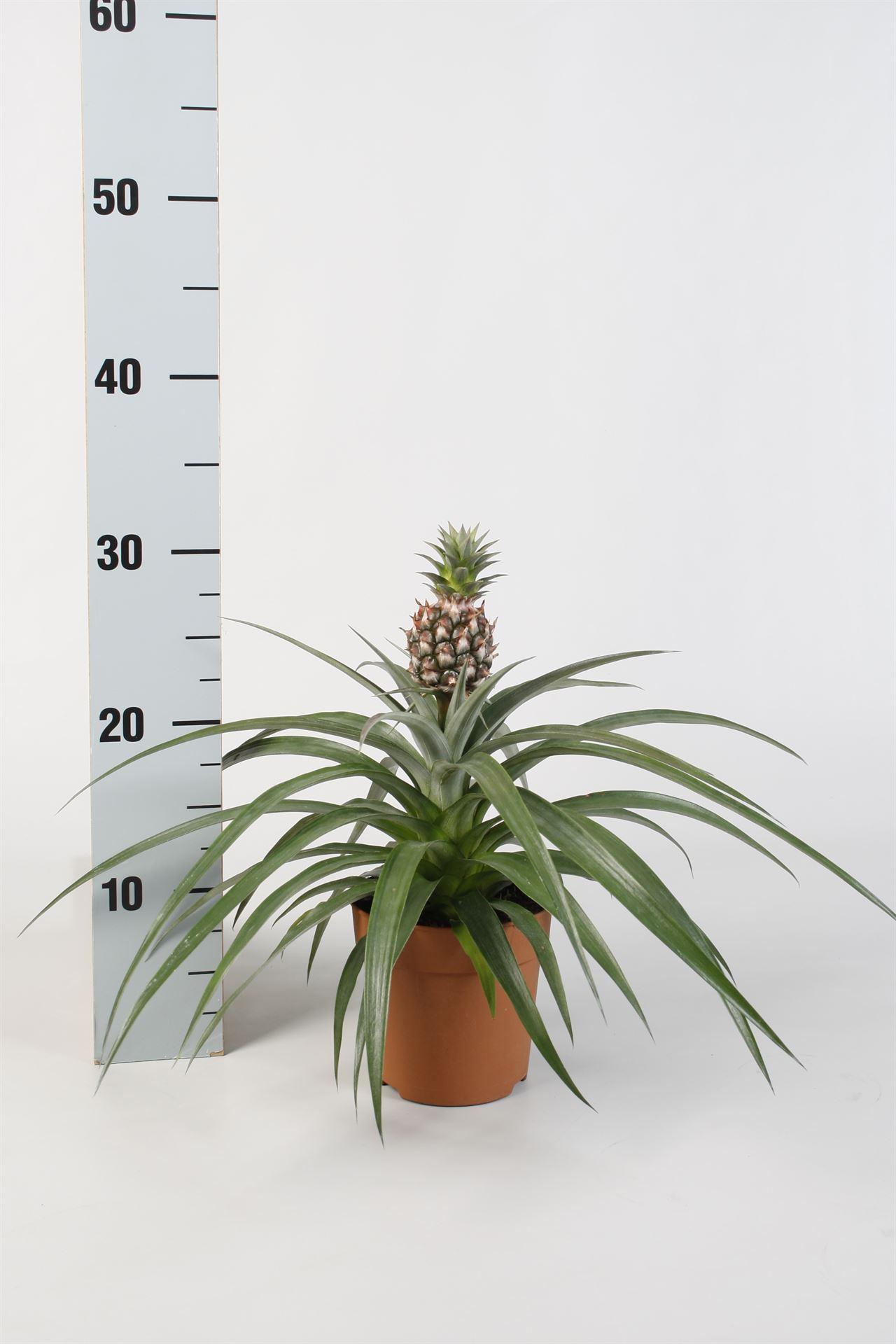 Ananas Mi Amigo