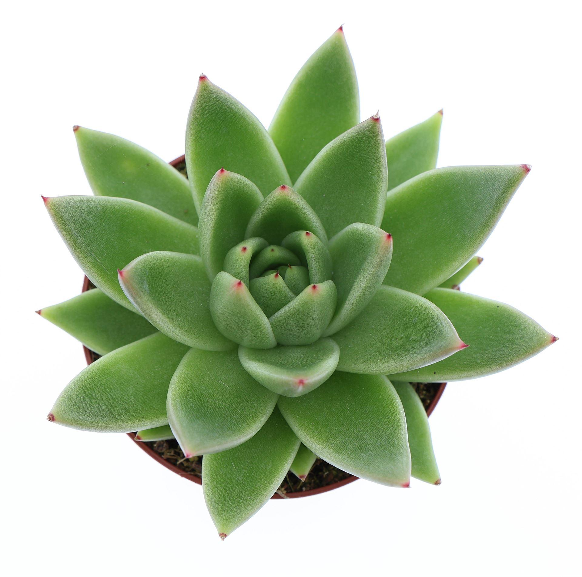Echeveria 'Miranda'
