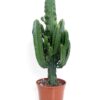Euphorbia overig