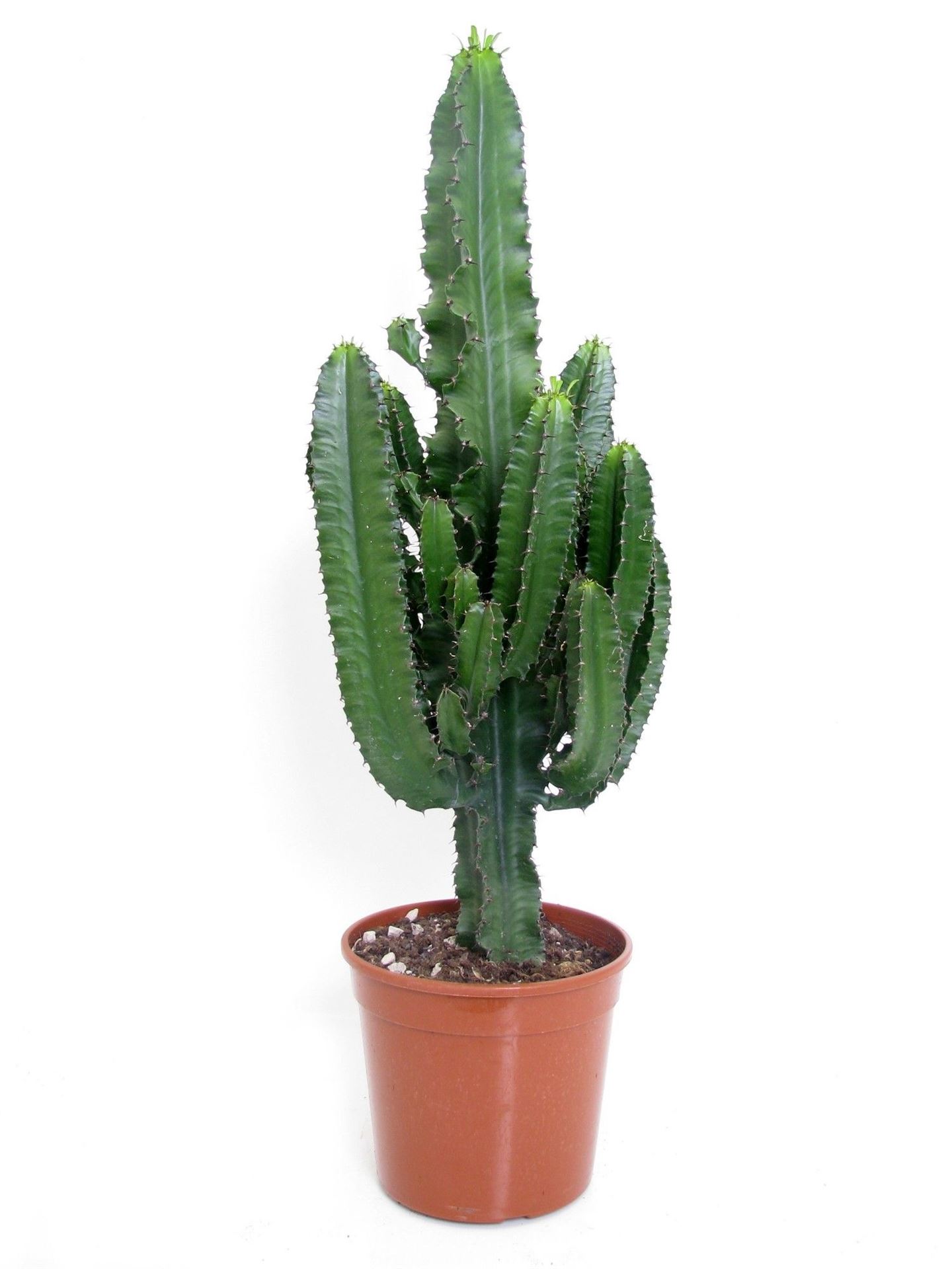 Euphorbia overig