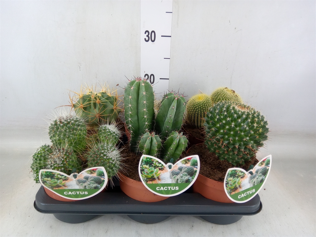 Cactus + Succulent gemengd
