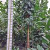 Ficus cyathistipula