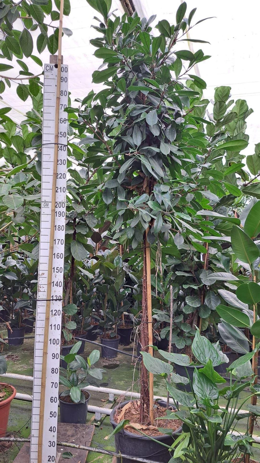 Ficus cyathistipula