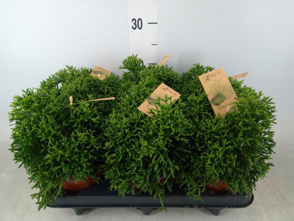 Rhipsalis overig