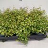 Muehlenbeckia complexa Mao'ri