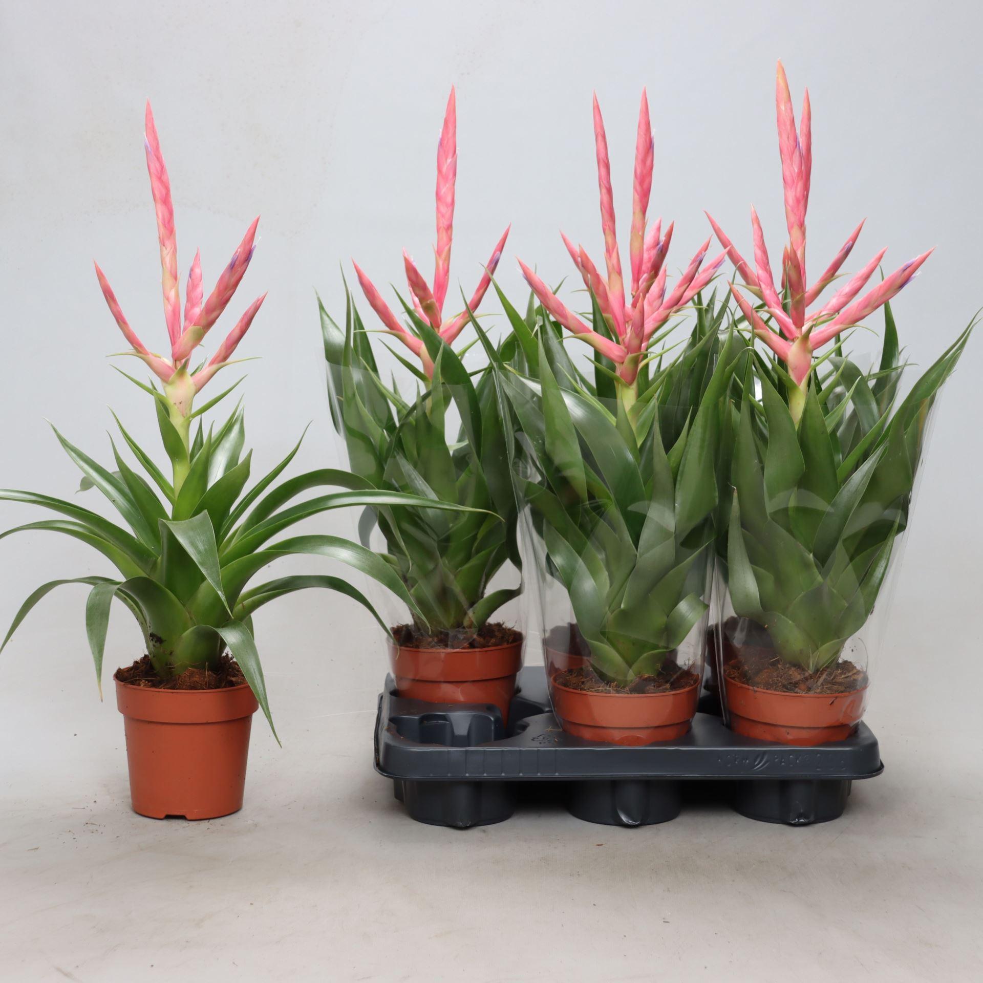 Tillandsia 'Dolce'
