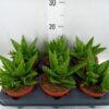 Aloe perfoliata