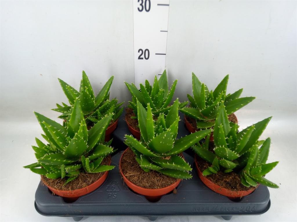 Aloe perfoliata