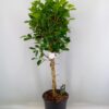 Ficus microcarpa 'Moclame'