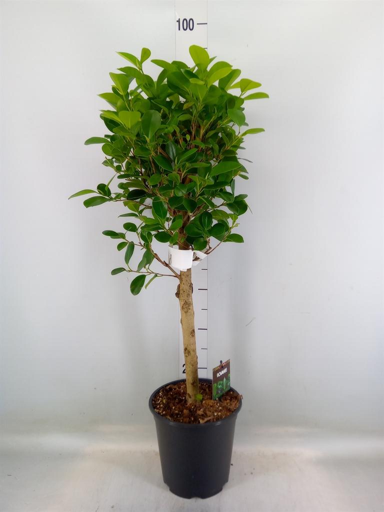 Ficus microcarpa 'Moclame'