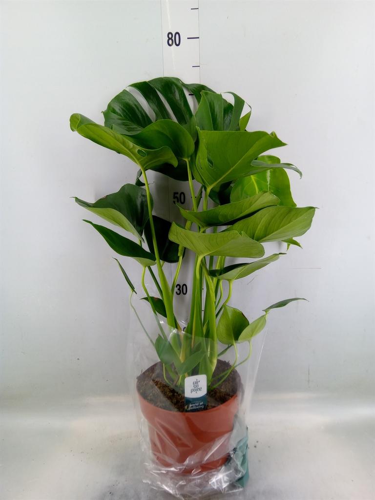 Monstera deliciosa